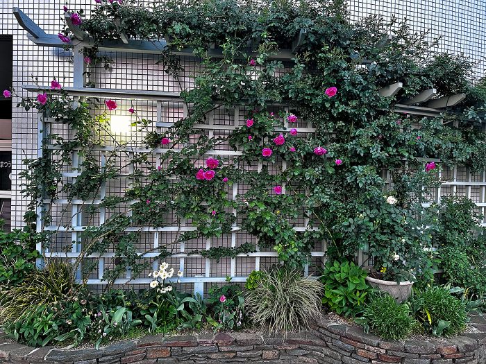 バラたちが咲き始めました