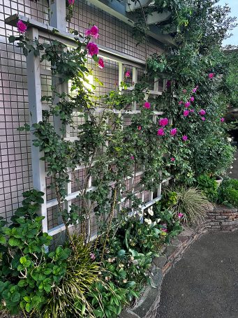 バラたちが咲き始めました