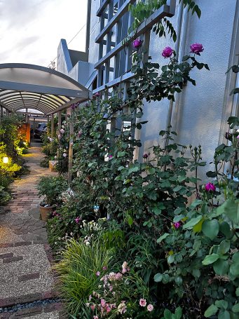 バラたちが咲き始めました