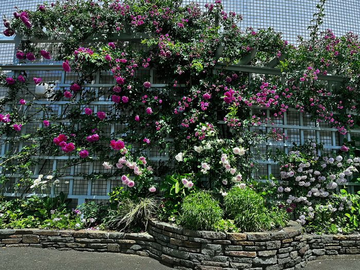 もうすぐ満開…