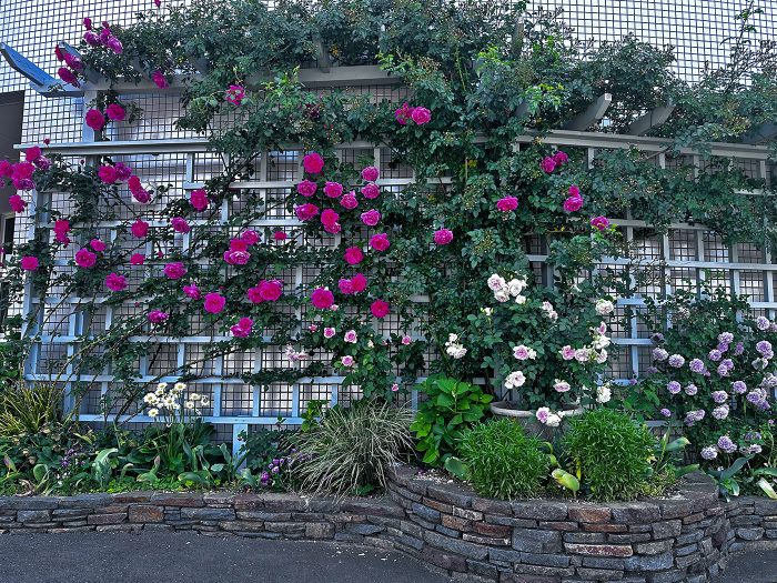 お花が徐々に咲き誇ってきました