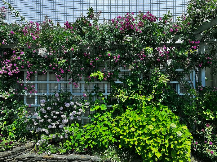 もうすぐ満開…