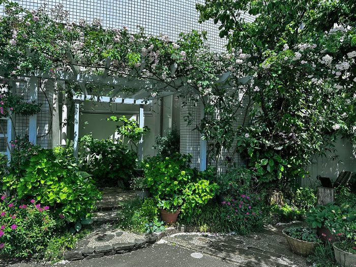 もうすぐ満開…