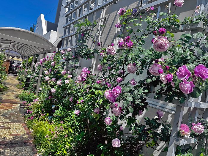 お花が徐々に咲き誇ってきました