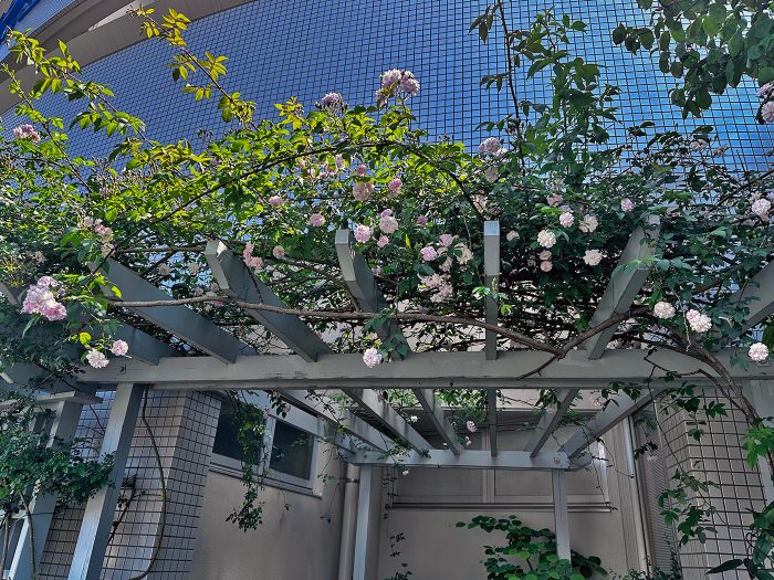 お花が徐々に咲き誇ってきました