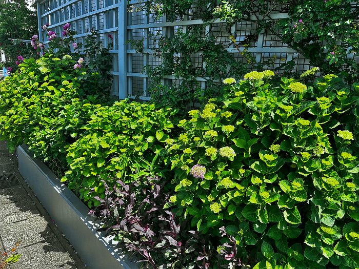 もうすぐ満開…